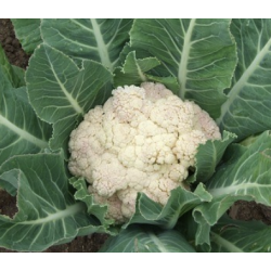 CHOU FLEUR MOITIE