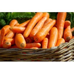 CAROTTES BIO 1KG