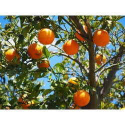 ORANGES 1KG