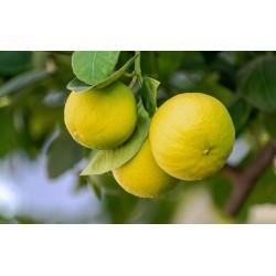 CITRONS 500G