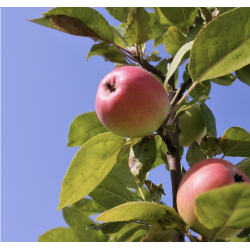 POMMES PINK