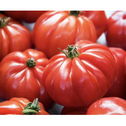TOMATES 650G