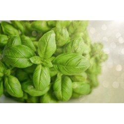 1 BOUQUET DE BASILIC