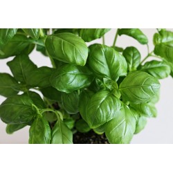BASILIC EN POT