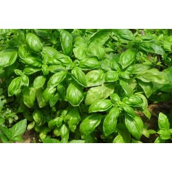 BOUQUET DE BASILIC