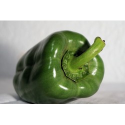 POIVRONS VERTS 500G