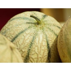 1 MELON CHARENTAIS