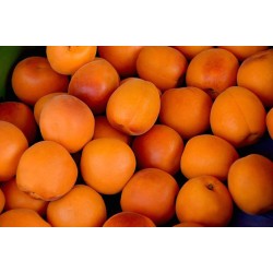 ABRICOTS 500G