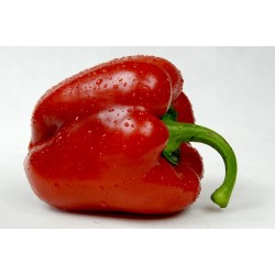 POIVRONS ROUGES 500G