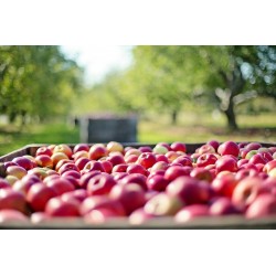 POMMES GALA 1KG