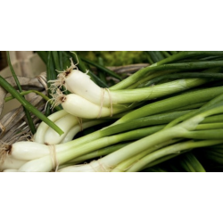 BOUQUET DE CEBETTES BLANCHES