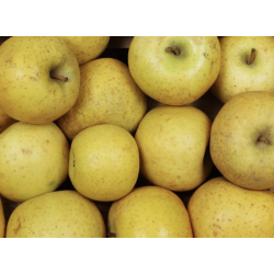 POMMES CHANTECLERC 1KG