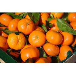 CLEMENTINES CORSES 750G