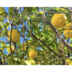 CITRONS NICE BIO 500G