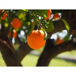 ORANGES DE TABLE 1KG