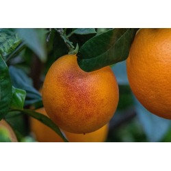 ORANGES SANGUINES 750G