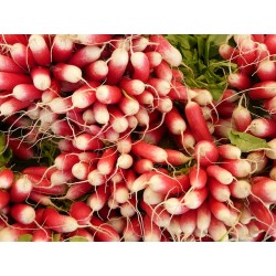 BOTTE DE RADIS
