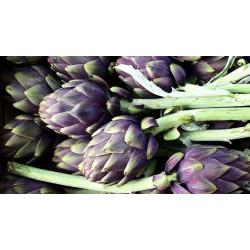 ARTICHAUTS VIOLETS X 3