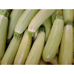 COURGETTES BLANCHES 500G