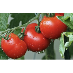 TOMATES RONDES 500G