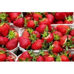 FRAISES 250G