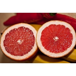 2 PAMPLEMOUSSES CORSES