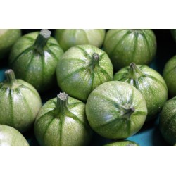 COURGETTES RONDES 500G