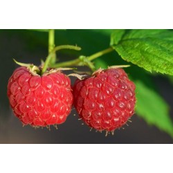 FRAMBOISES 125G