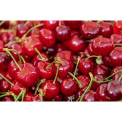 CERISES 450G
