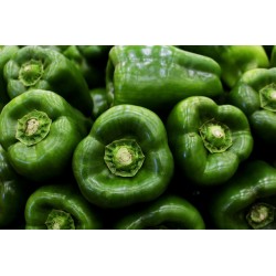 POIVRONS VERTS 500G