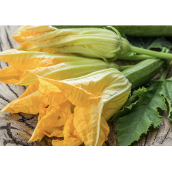 FLEURS DE COURGETTES X6
