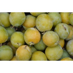 PRUNES REINE CLAUDE 500G
