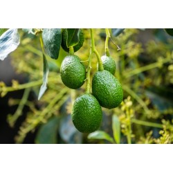2 AVOCATS