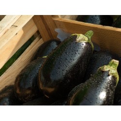 AUBERGINES 1KG
