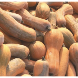 COURGE DE NICE