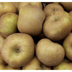 POMMES CANADA GRISE
