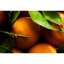 CLEMENTINES 750G