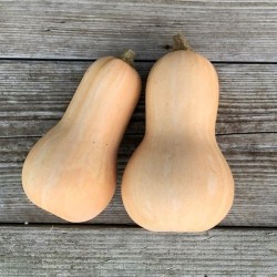 BUTTERNUT