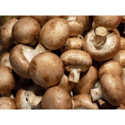 CHAMPIGNONS CREME 250G